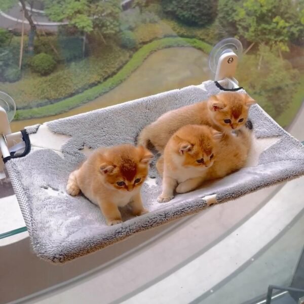Cat Window Perch for Large Cats, Window Hammock with Suction Cups Hook Design, Foldable Window pet hammock glow fabric, foldable cat bed - Image 2