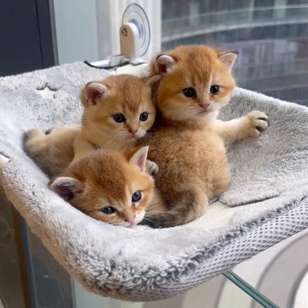 Cat Window Perch for Large Cats, Window Hammock with Suction Cups Hook Design, Foldable Window pet hammock glow fabric, foldable cat bed